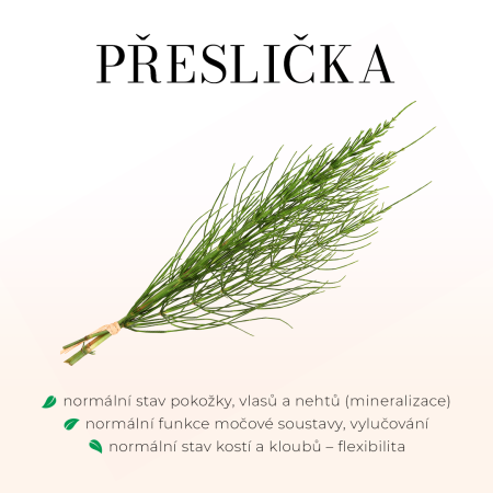 Přeslička