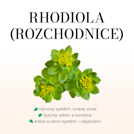 Rhodiola