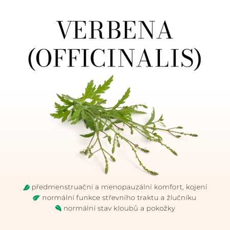 Verbena