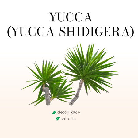 Yucca