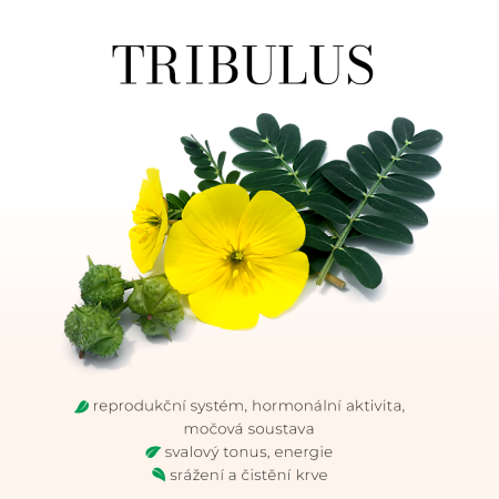 Tribulus